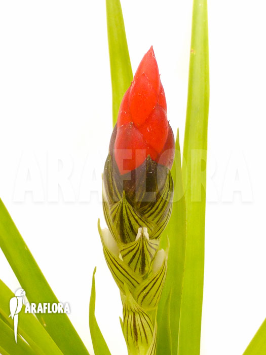 Guzmania monostachia