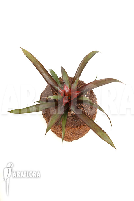 Guzmania x Revolution