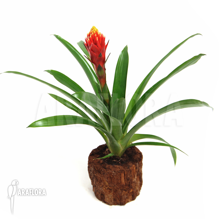 Guzmania x &lsquo;Focus&rsquo;