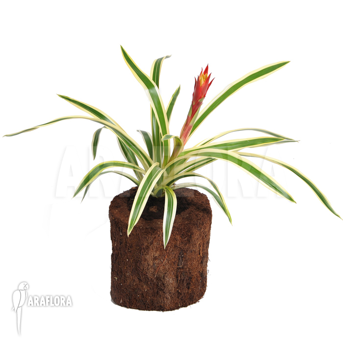 Guzmania x &lsquo;Fools Gold&rsquo;