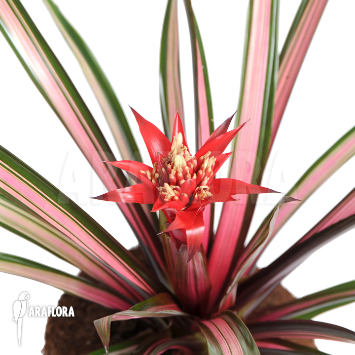 Guzmania x &lsquo;Mini Exodus&rsquo;