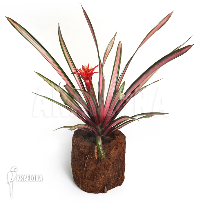 Guzmania x &lsquo;Mini Exodus&rsquo;