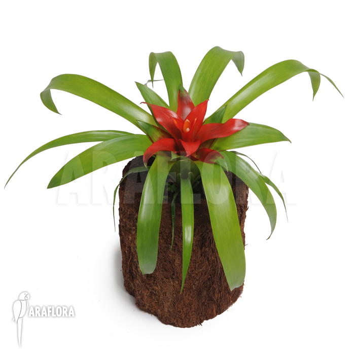 Guzmania x &lsquo;Tempo&rsquo;
