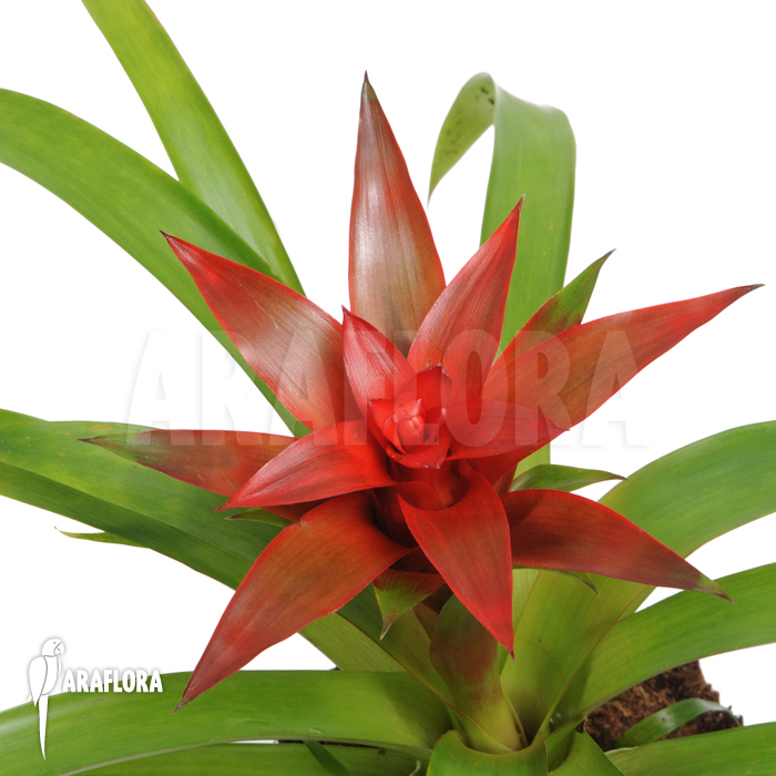 Guzmania x &lsquo;Tempo&rsquo;