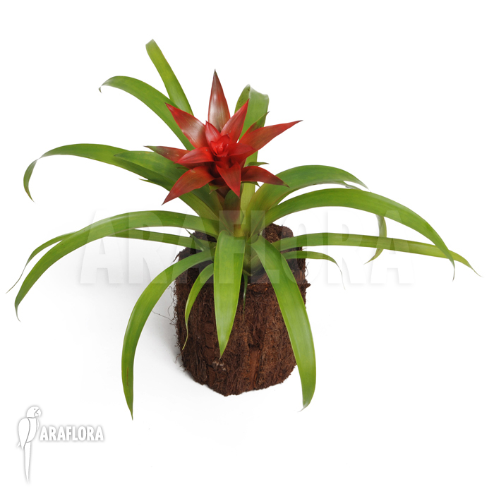 Guzmania x &lsquo;Tempo&rsquo;