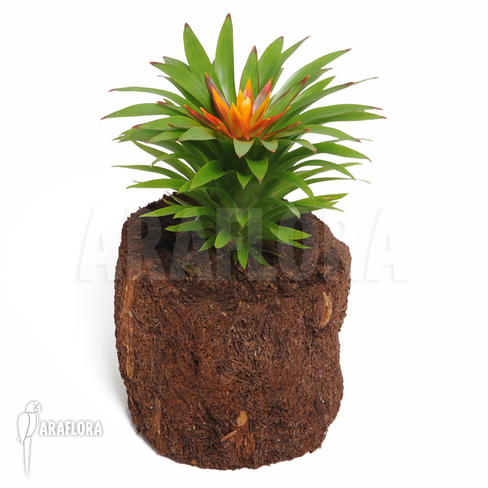 Guzmania x &lsquo;Theresa&rsquo;