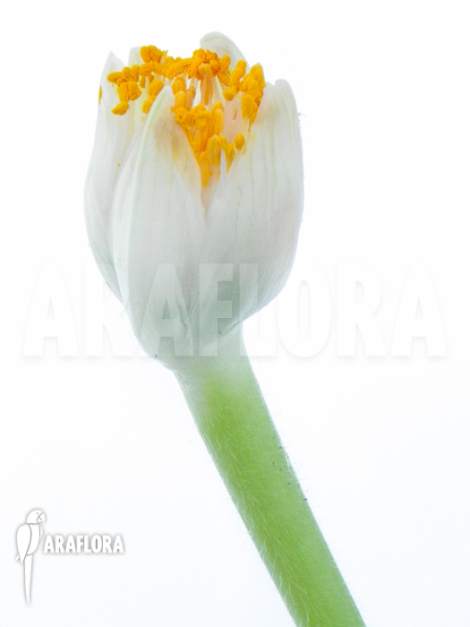 Haemanthus albiflos