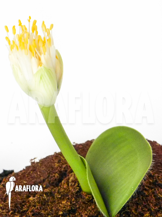 Haemanthus albiflos
