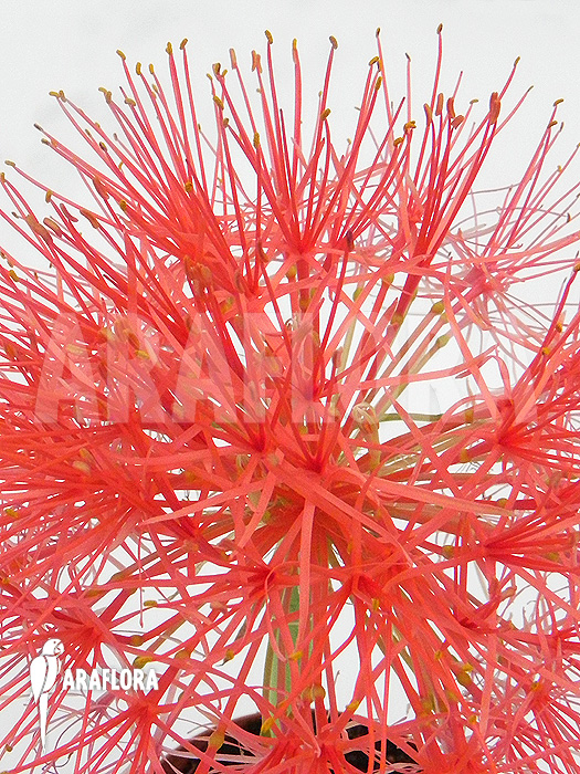 Haemanthus multiflorus flower