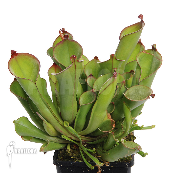 Heliamphora heterodoxa &lsquo;L&rsquo;