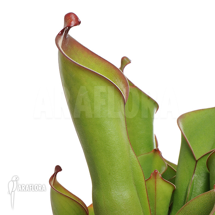 Heliamphora heterodoxa &lsquo;L&rsquo;