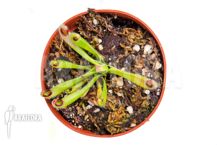 Example of plant for sale of Heliamphora macdonaldae