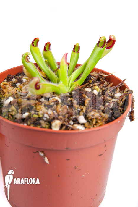Example of plant for sale of Heliamphora macdonaldae