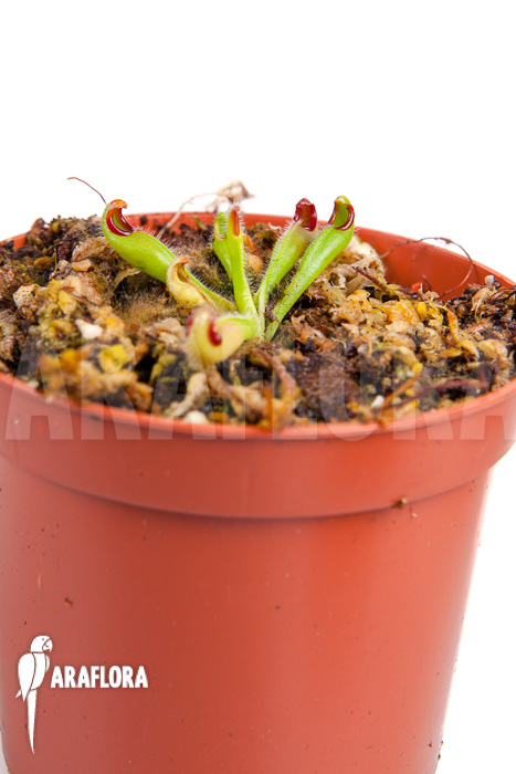 Heliamphora macdonaldae example of product sold