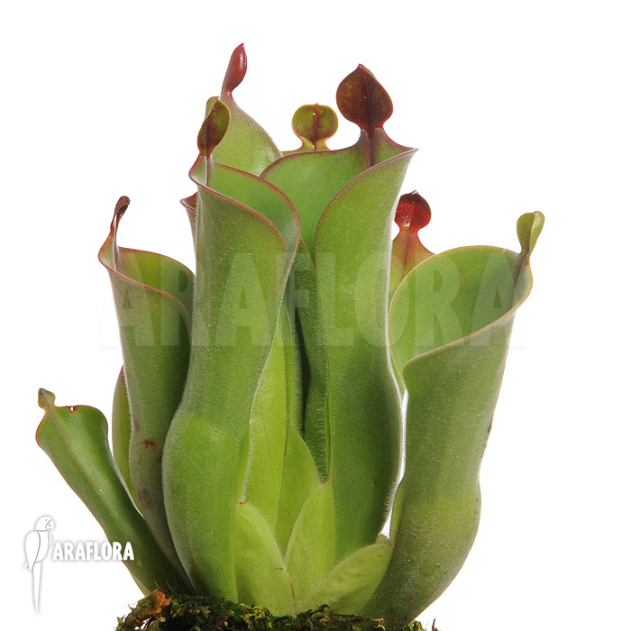 Heliamphora neblinae var. parva &rsquo;04H13&prime;