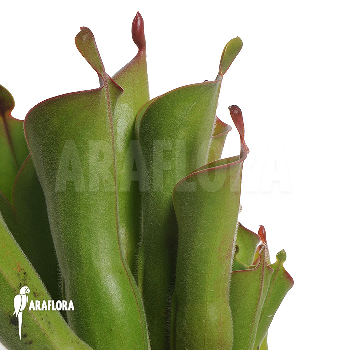 Heliamphora neblinae var. parva &rsquo;04H13&prime;