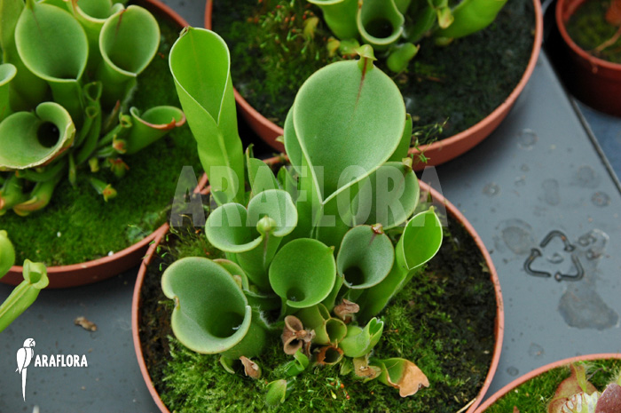 Heliamphora x heterodoxa x minor &lsquo;L&rsquo;