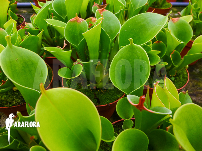 Heliamphora x heterodoxa x minor &lsquo;L&rsquo;