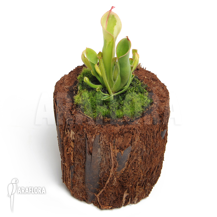 Heliamphora x heterodoxa x minor &lsquo;M&rsquo;