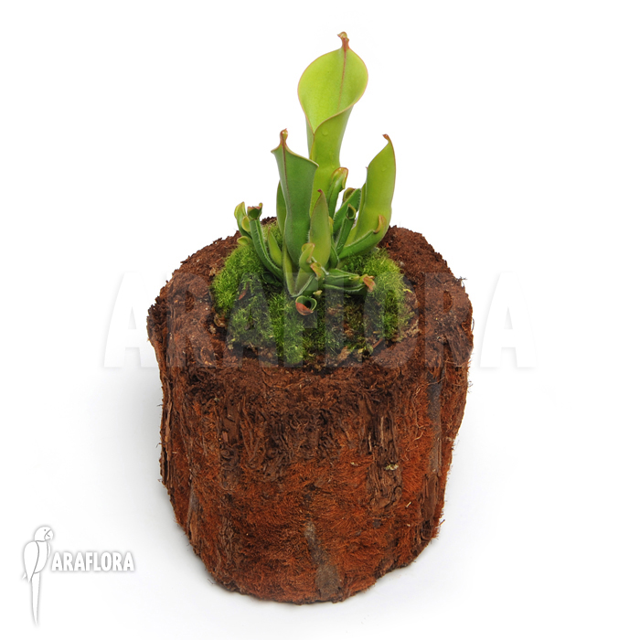 Heliamphora x heterodoxa x minor &lsquo;M&rsquo;