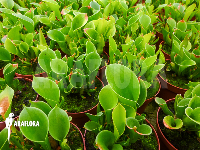 Heliamphora x heterodoxa x minor &lsquo;M&rsquo;