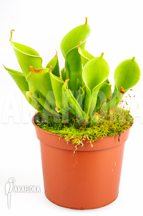 Heliamphora x heterodoxa x minor &lsquo;M&rsquo;