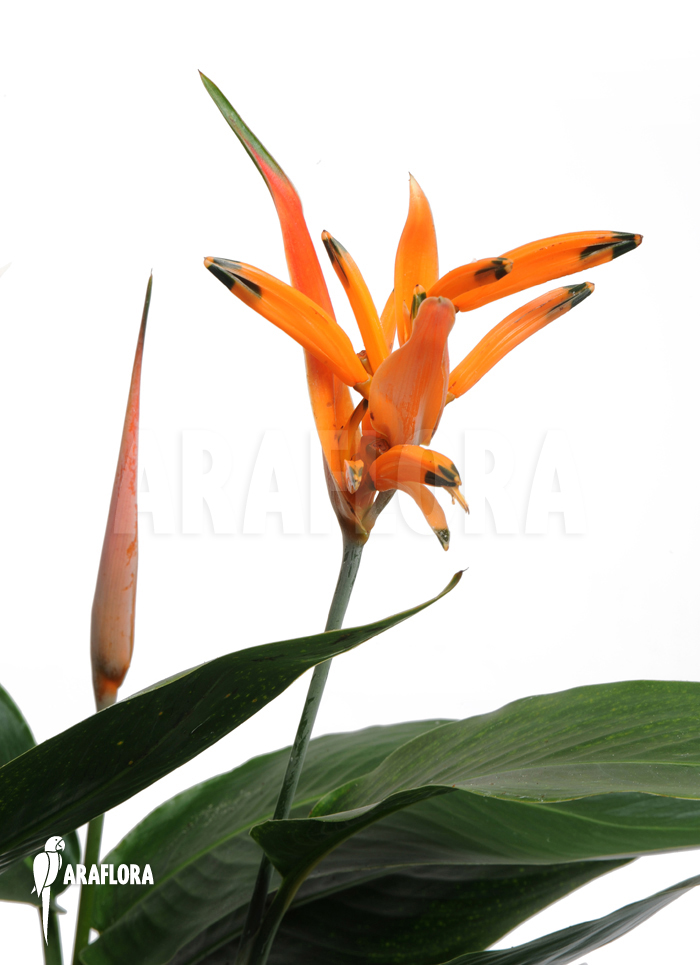 Heliconia psittacorum