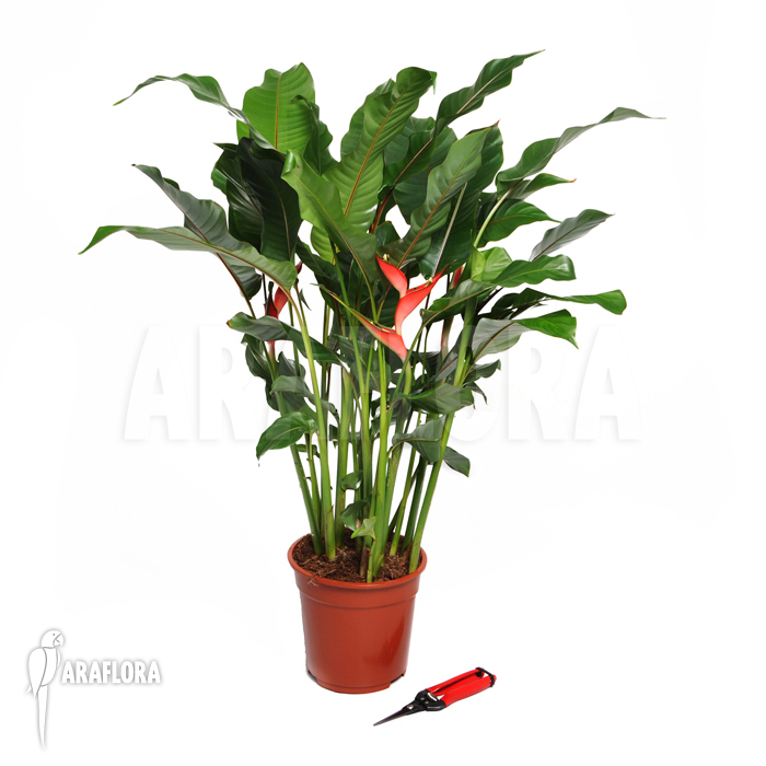 Heliconia stricta &lsquo;Olympic flame&rsquo;