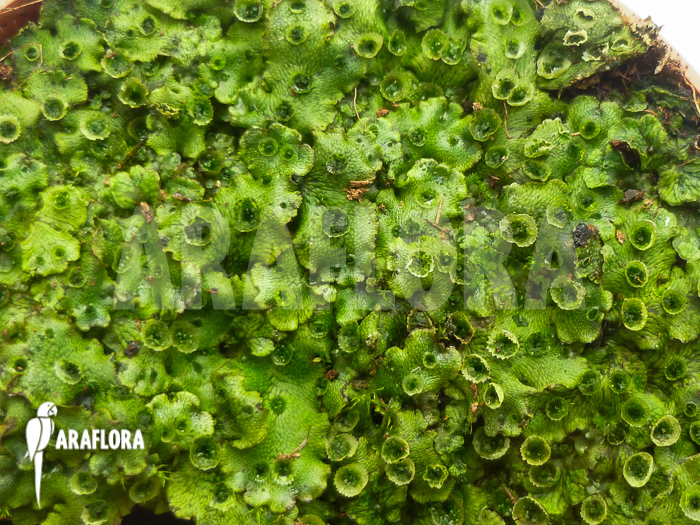 Hepatophyta moss