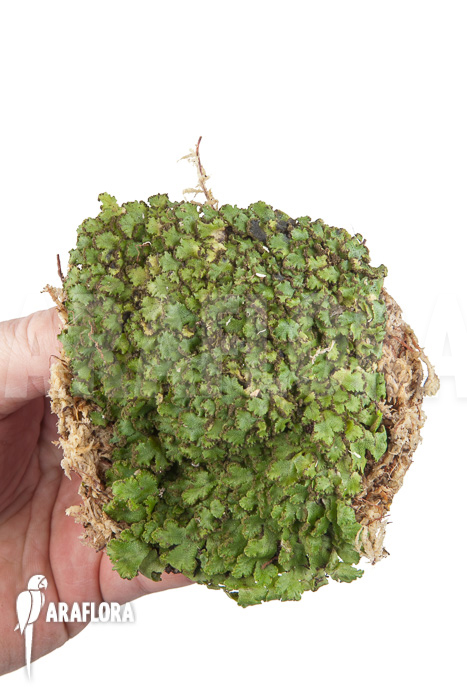 Hepatophyta moss America