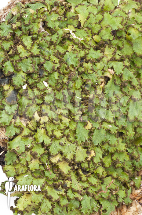 Hepatophyta moss America