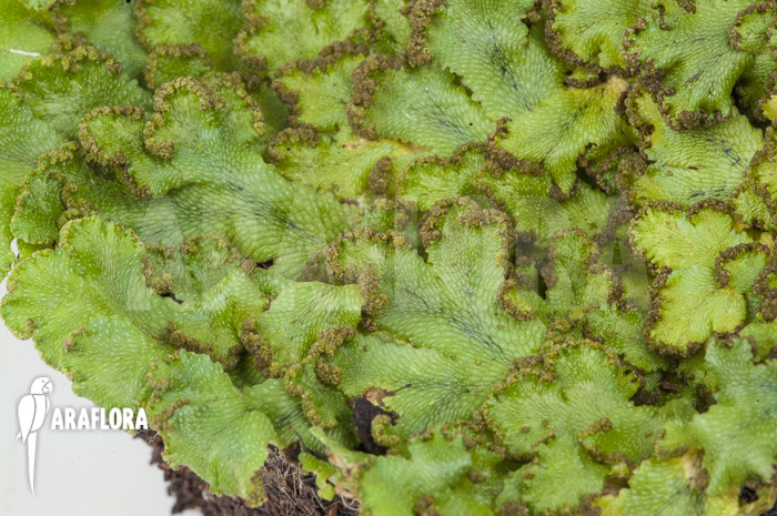 Hepatophyta moss Europe