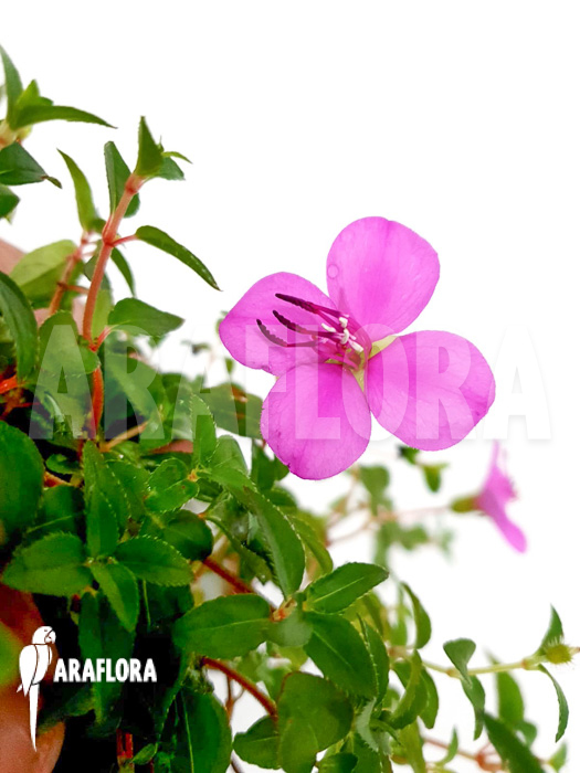 Heterocentron elegans Rose