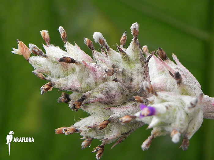 Hohenbergia leopoldo-horstii