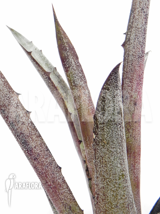 Hohenbergia leopoldo-horstii