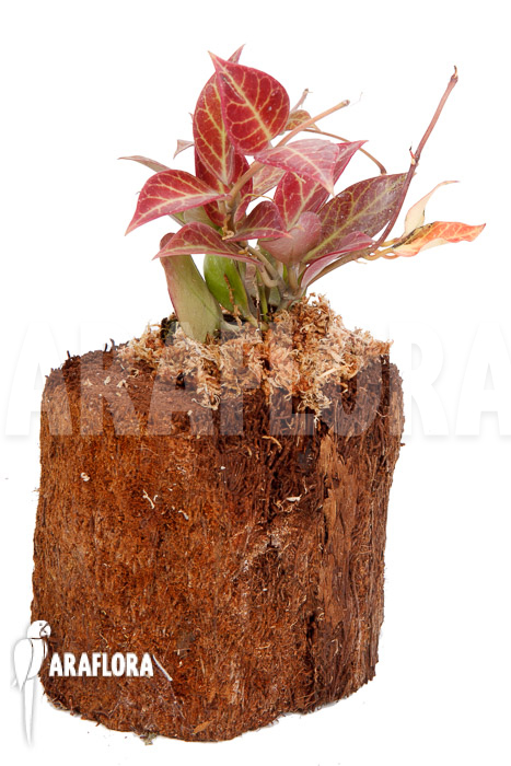 Hoya &lsquo;Sunrise&rsquo;