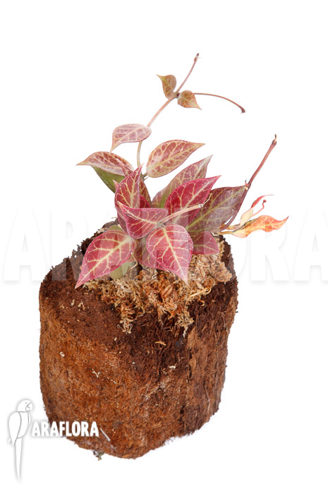 Hoya &lsquo;Sunrise&rsquo;