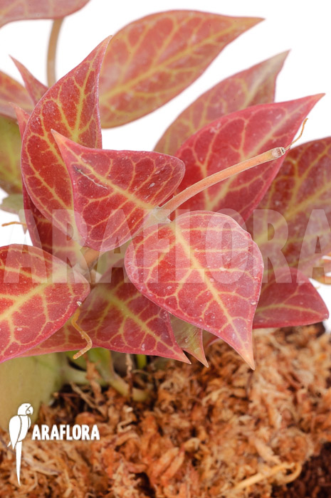 Hoya &lsquo;Sunrise&rsquo;