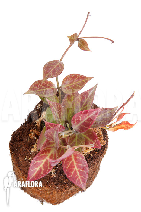 Hoya &lsquo;Sunrise&rsquo;