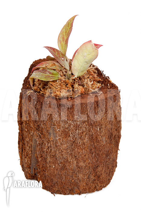 Hoya &lsquo;Sunrise&rsquo; &lsquo;S&rsquo;