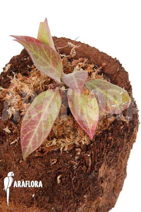 Hoya &lsquo;Sunrise&rsquo; &lsquo;S&rsquo;