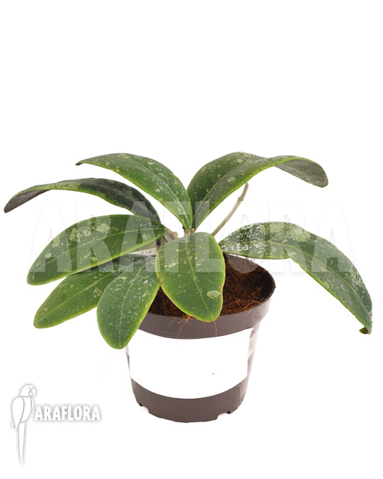 Hoya aff Rintzii Borneo H1 &lsquo;leafcutting&rsquo;