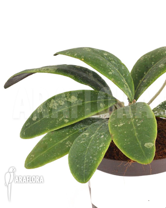 Hoya aff Rintzii Borneo H1 &lsquo;leafcutting&rsquo;