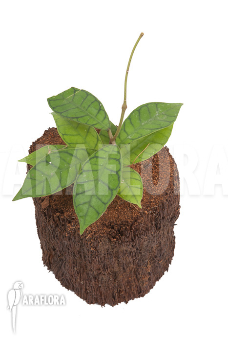 Hoya callistophylla &lsquo;L&rsquo;