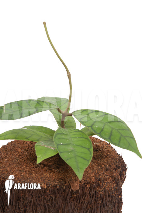 Hoya callistophylla &lsquo;L&rsquo;