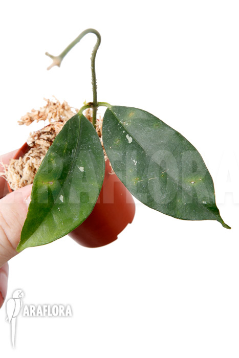 Hoya campanulata &lsquo;S&rsquo;