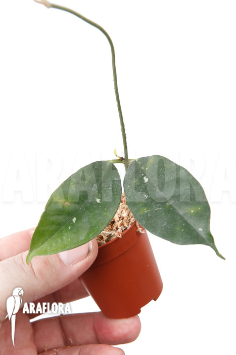 Hoya campanulata &lsquo;S&rsquo;