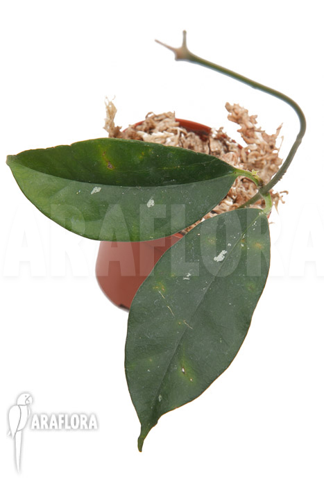 Hoya campanulata &lsquo;S&rsquo;