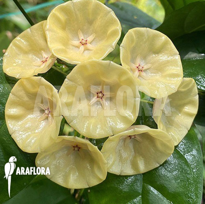 Hoya campanulata &lsquo;S&rsquo; flower