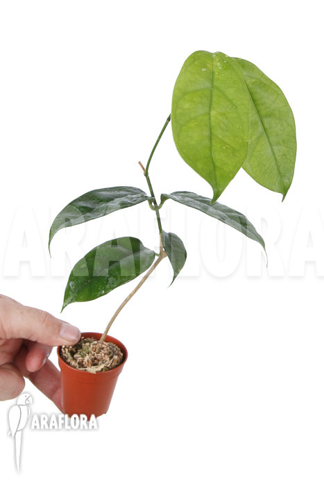 Hoya campanulata &lsquo;Yellow&rsquo;